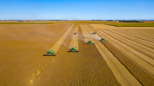 multiple wheat harvesters